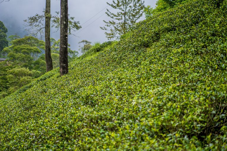 Hojas sueltas de té verde orgánico