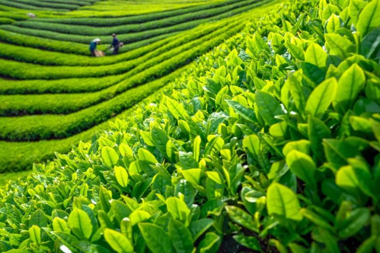 Bio-Grüntee-Matcha mit geröstetem Reis, Gesundheitsvorteil mit losen Bio-Teeblättern, China-Lieferant, Bauernhof und Fabrik