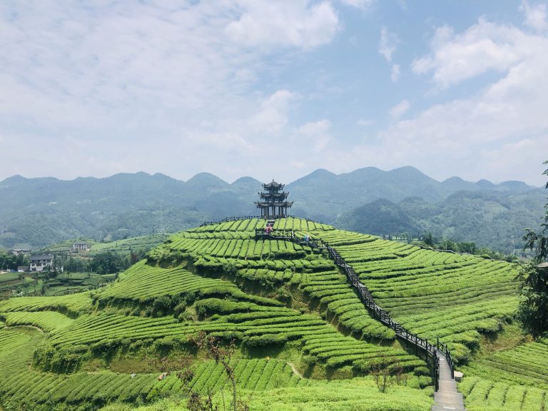 ¿El té verde debe ser orgánico? Certificación de té orgánico por USDA y Euro-leaf, granja de té verde orgánico en China