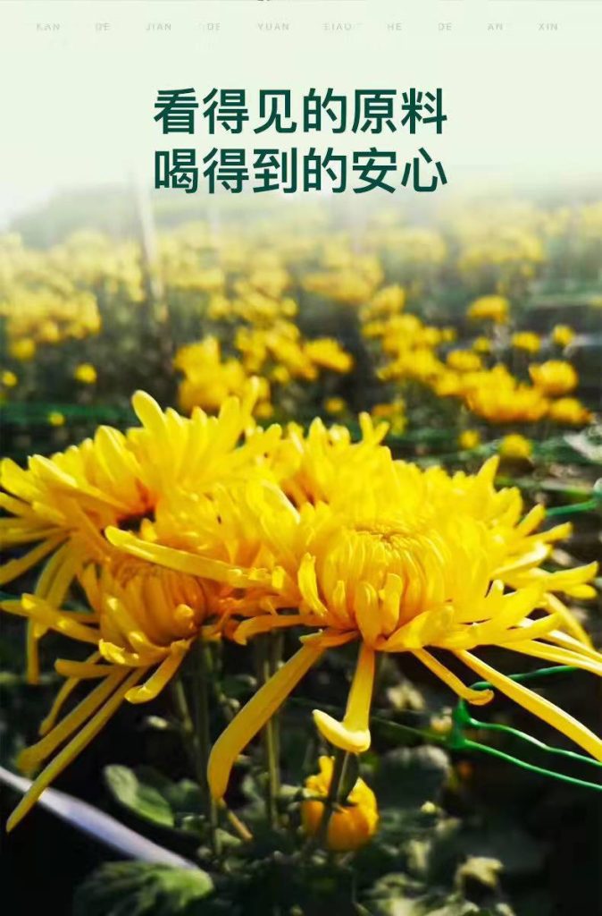 golden silk chrysanthemum Plant