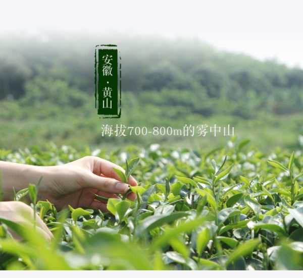 Yuanjinxin Organic Tea Planting Farm in Huangshan