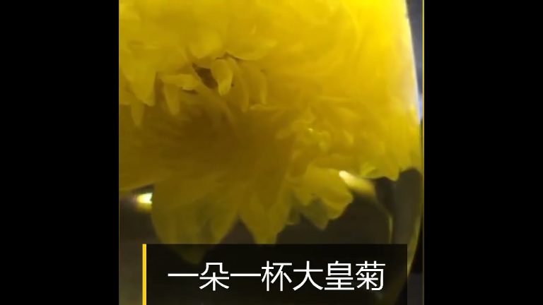 Golden Silk Chrysanthemum，chrysanthemum tea wolfberry jelly recipe,Chrysanthemum Tea Loose Leaves, C