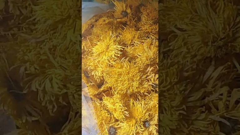 Pure Yellow Chrysanthemum Tea Loose Leaves, Golden Silk Chrysanthemum,Big Diameter Golden Silk Chrys