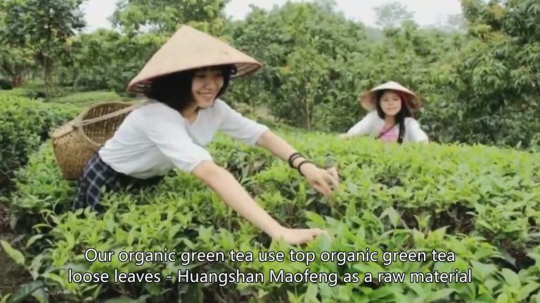 Tè verde biologico ， Tè verde Huangshan Maofeng, foglie sciolte di tè verde biologico, fattoria cinese, produttore