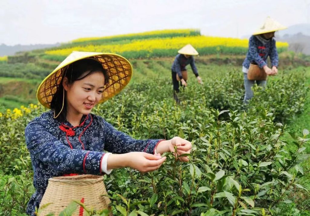 pick tea-leaves